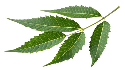 Fototapeta premium a sprig of neem leaf isolated on transparent background