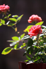 Macrophotographie de roses