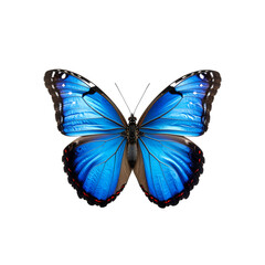 Fototapeta premium Stunning vivid blue Morpho butterfly with intricate details on transparent background