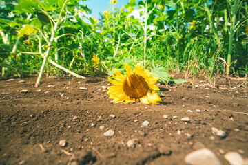 熱中症のひまわり,Sunflower with heatstroke