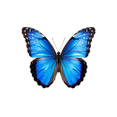 Fototapeta premium Beautiful blue morpho butterfly with wings spread wide open on transparent background