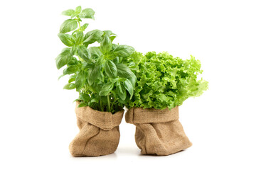 Basil and lettuce Plant in Burlap Sack, isolated on white background.