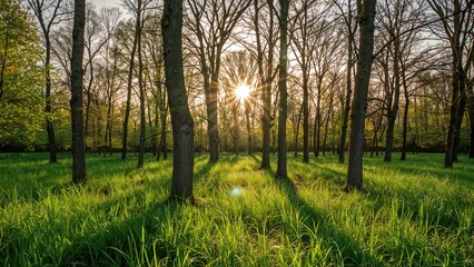 Obraz premium Daybreak with sunbeams filtering through forest foliage