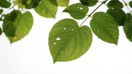 Fototapeta premium Close-up of fresh Moringa leaves on a white background, focused detail