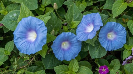 Large, azure flowers of the Morning Glory, an annual climber related to Convolvulus.
