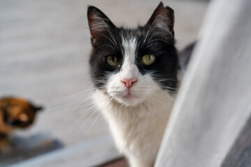 A close-up of a black and white cat with a pink nose and green eyes, gazing intently at the camera....