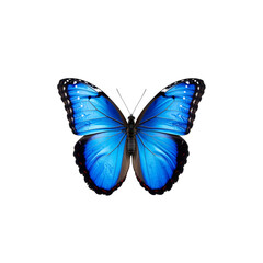 Fototapeta premium Vibrant morpho butterfly displays intricate wing details, isolated on transparent background