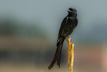 The black drongo bird