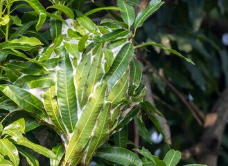 Ant Engineers of the Silk Canopy
