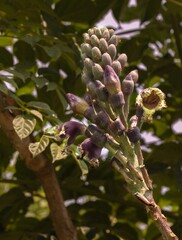 Violet Echo in the Wild