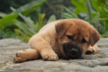 Fototapeta premium Puppy laying down