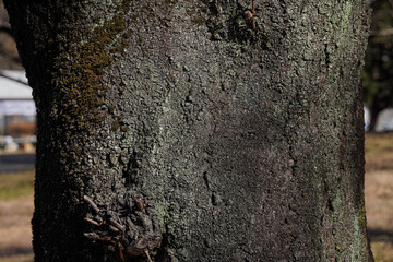 Close-up view of a tree trunk's textured bark, showing rough, dark gray and green patterns.