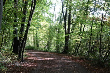 Waldweg