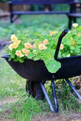 Taczka z kwitnącymi nasturcjami w ogrodzie. Dekoracja ogrodu i kwiaty. 