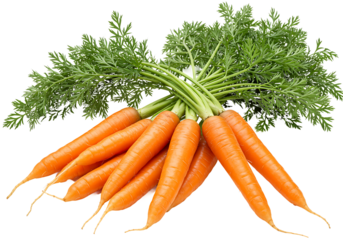 Fresh Carrots With Green Tops