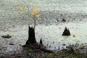 Baum in einem See