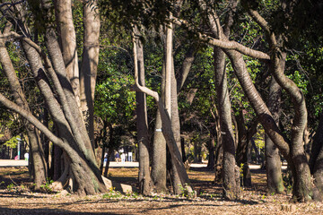 Dense grove of trees in a park, sunlight dappling the ground, showing thick trunks and intertwining...