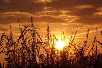 Gräser mit Abendsonne