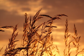 Gräser mit Abendsonne