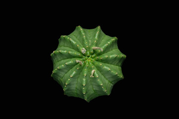 Close up, top view shoot of Euphorbia meloformis subs. Valida plant. Isolated on black background