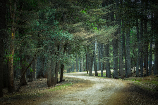 View of sunlight filtering through the dense canopy above, illuminating a winding dirt path through the forest, Azrou, Morocco.