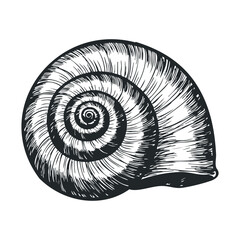 Obraz premium Intricate black and white illustration of spiral seashell with detailed texture