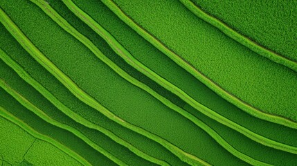 Views of Southeast Asian Rice Fields Concept. Vibrant Green Rice Terraces with Unique Wave Patterns in Lush Landscape
