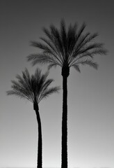 The image of two palm trees against a light gray sky, presented in a minimalist black and white style, captures the essence of a tropical nature scene and the allure of island paradise, ideal for