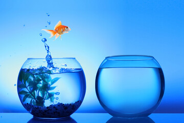 Goldfish jumping out of glass bowl into another one against blue background