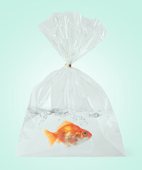 Goldfish in plastic bag with water on light blue background