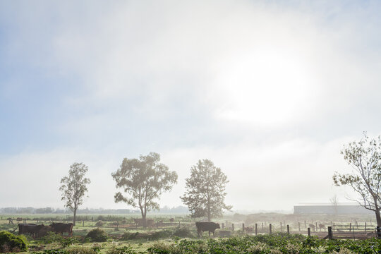 Misty morning on a farm with cattle in green paddock shrouded in cloud