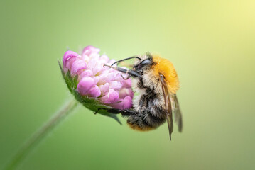 Macro image capturing a bumblebee perched on a flower petal while feeding on nectar, highlighting...