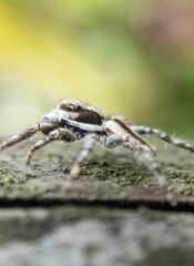 Macro close-up of a spider showing fine details of legs, eyes, and body. Ideal for nature, insect studies, wildlife photography, and educational or artistic design projects