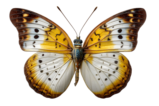 Detailed portrait of a white-spotted yellow butterfly against a transparent background - Powered by Adobe