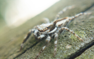 Macro close-up of a spider showing fine details of legs, eyes, and body. Ideal for nature, insect studies, wildlife photography, and educational or artistic design projects