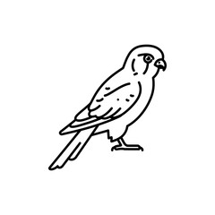 Fototapeta premium Thin Line Outline Icon of a Kestrel Bird