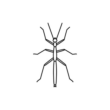 Thin Outline of a Stick Insect