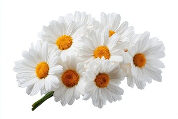 Daisies or chamomiles are presented in a bouquet, isolated on a white background