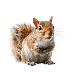 CloseUp of a Curious Squirrel