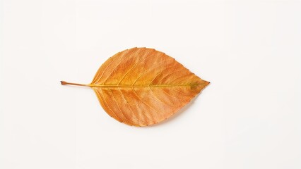 Fototapeta premium Isolated orange leaf with a detailed texture on a clean white background for natural and botanical design projects.