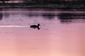 Horizontal side view of female Mallard duck seen in silhouette in the Leon-Provancher Marsh during a pink summer dawn, Neuville, Quebec, Canada