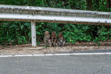 Wild macaques of daily life-Monkey sitting there. Family of monkeys with a little baby macaque near...