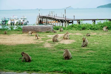Wild macaques of daily life-Monkey sitting there. Family of monkeys with a little baby macaque near...