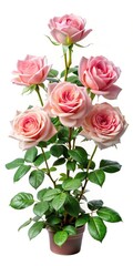 Naklejka premium A elegant rose bush with a few blooms against a soft white background