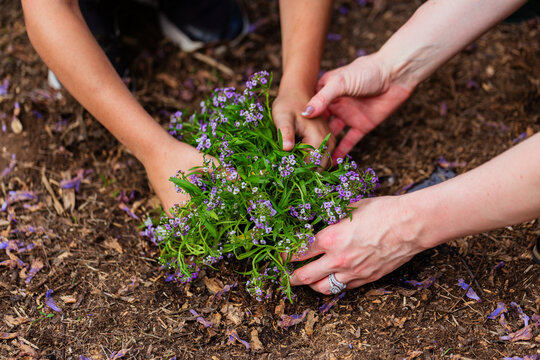 Hands of a boy and woman planting flowers in soil together