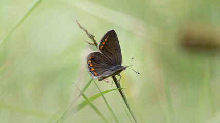 Stunning close-up of a Brown Argus butterfly (Aricia agestis) resting on a blooming flower,...