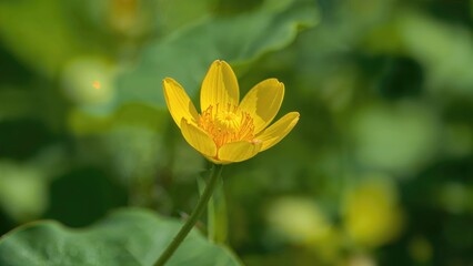 Detailed view of bright yellow lotus corniculatus wild honey flower against a soft-focus natural backdrop