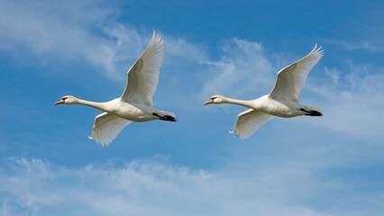 Obraz premium Whooper swan Cygnus cygnus flying high above, featuring two groups and a yellow beak distinctive of the Eurasian type.
