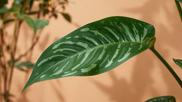 Dieffenbachia Exotica Close-Up: The Dumb Cane Plant