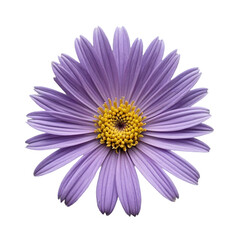 Obraz premium purple flowers isolated on white
